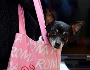 Archief dieren rome katten honden 2
