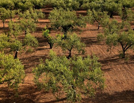Productie olijfolie kampt met problemen door extreme droogte olijfbomen