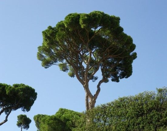 parasolden pijnboom6