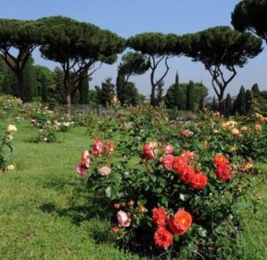 Archief rozentuin rome 9