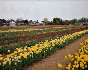 Archief tulpen 3